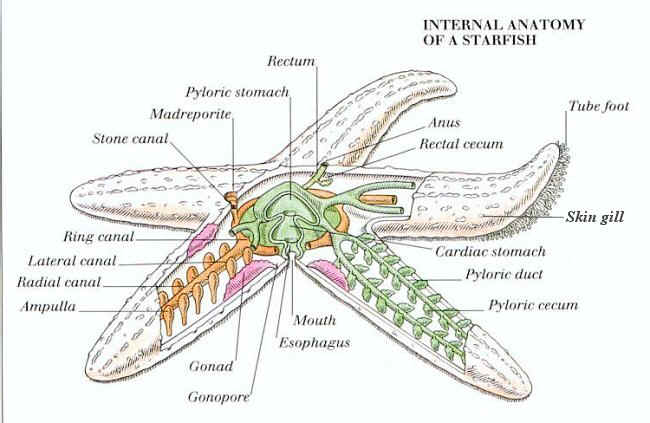 Starfish Dissection